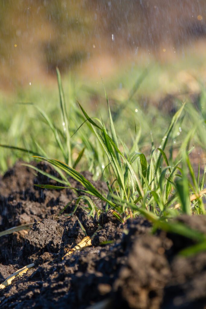 irrigation irrigation