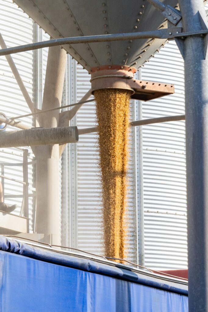 grain grain