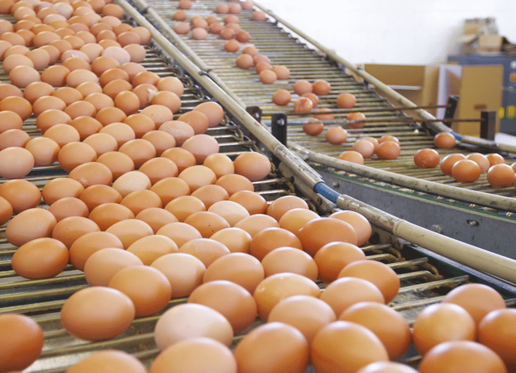 egg production and broilers in poultry egg production and broilers in poultry